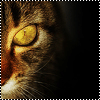 http://warriorcats.moy.su/_ph/3/2/762846404.gif